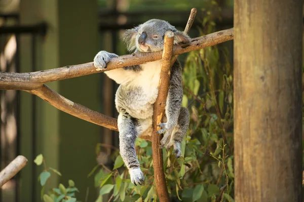 Koala by itself eating.  — Stok fotoğraf